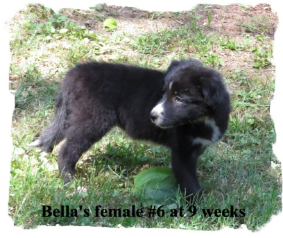 ABCA Black and White female Border Collie out of working stock